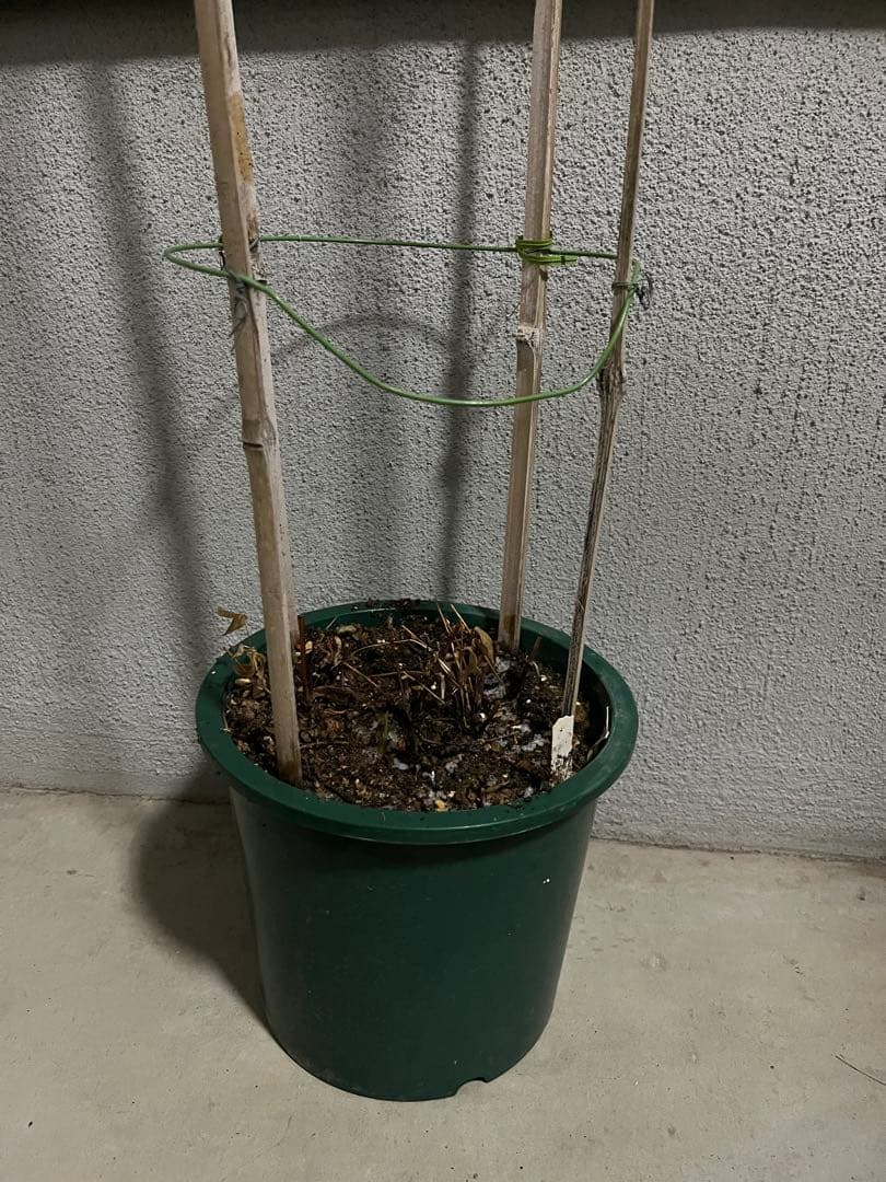 クレマチス　竹行燈仕立て　薄桜　ヴィオルナ系　壺型 正規品　6号鉢