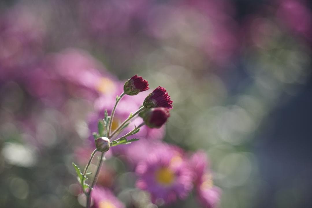 Nikon Nikkor-H.C 50mm f2 L39 銘玉Sonnarコピー