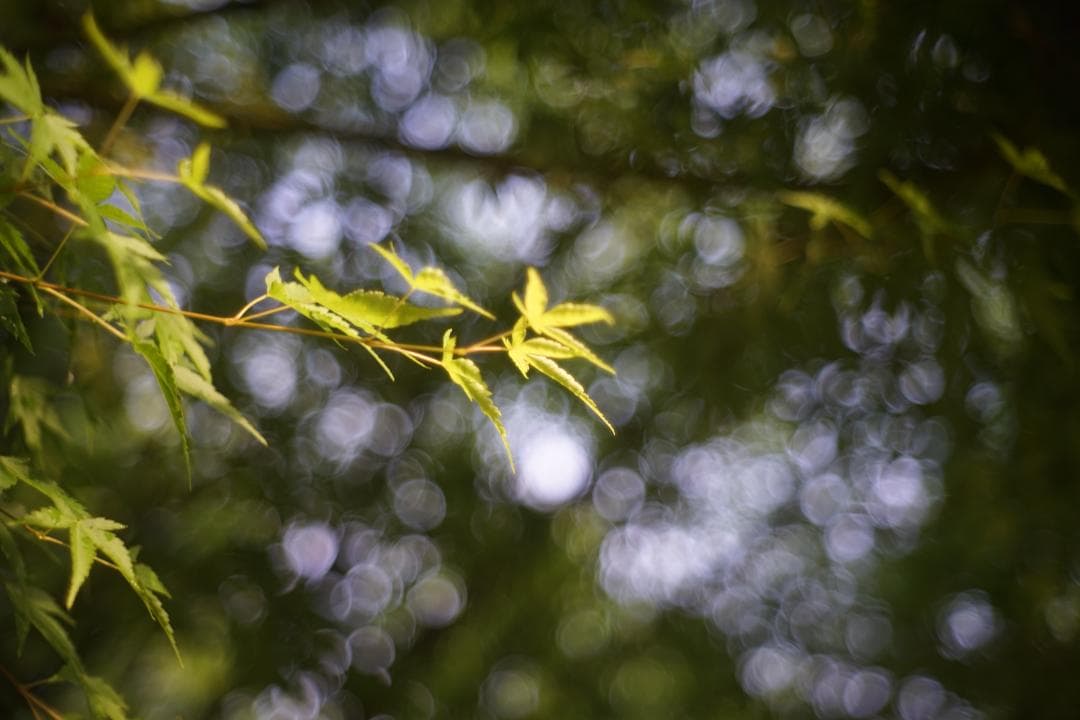 Nikon Nikkor-H.C 50mm f2 L39 銘玉Sonnarコピー