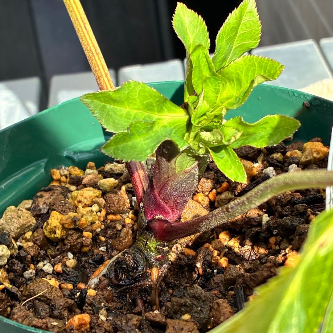 ヒ*イ様 ☘️限定1株☘️未株分け☘️蕾付き☘️3355⭐️プリマドレス⭐️色抜