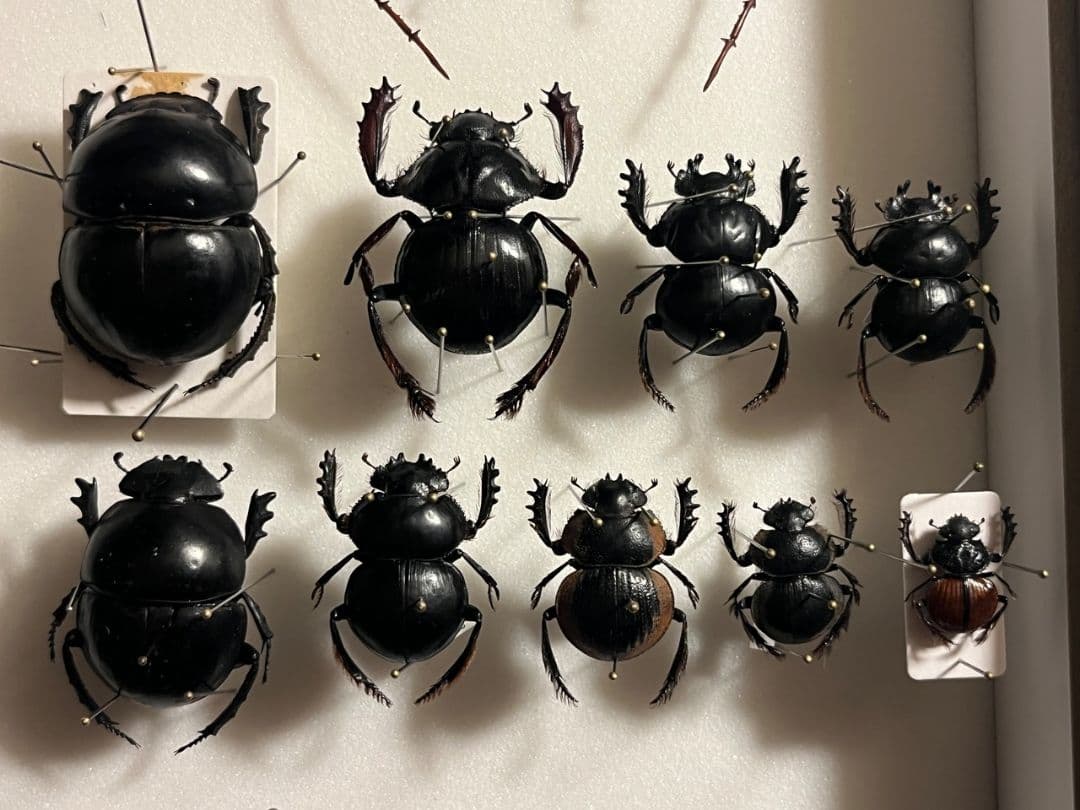 【未展足38mm】ピンポンタマオシコガネ 　スカラベ　フンコロガシ標本