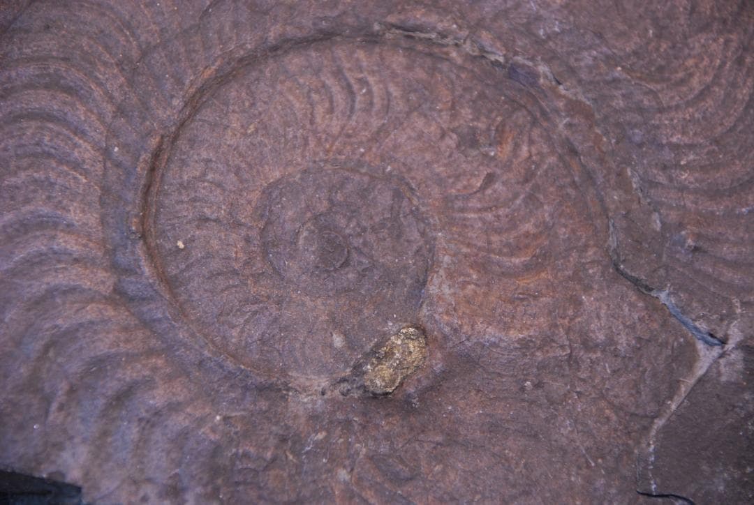 アンモナイトの化石 ベルギーで入手　a009(yh)