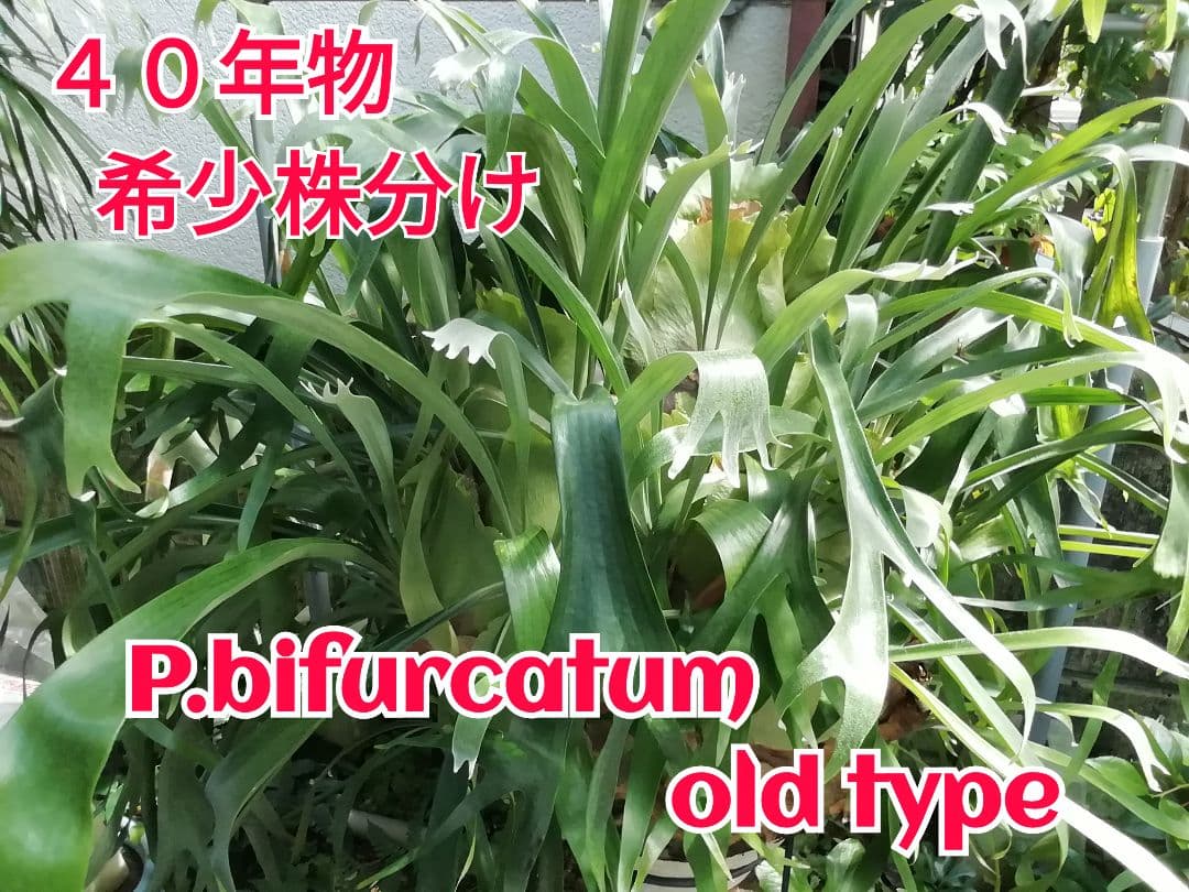 help help help希少株】P. bifurcatum オールド