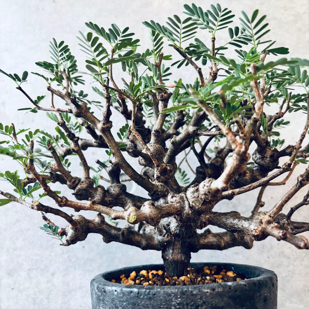 Masaさん専用グラキリス＋センナメリディオナリス