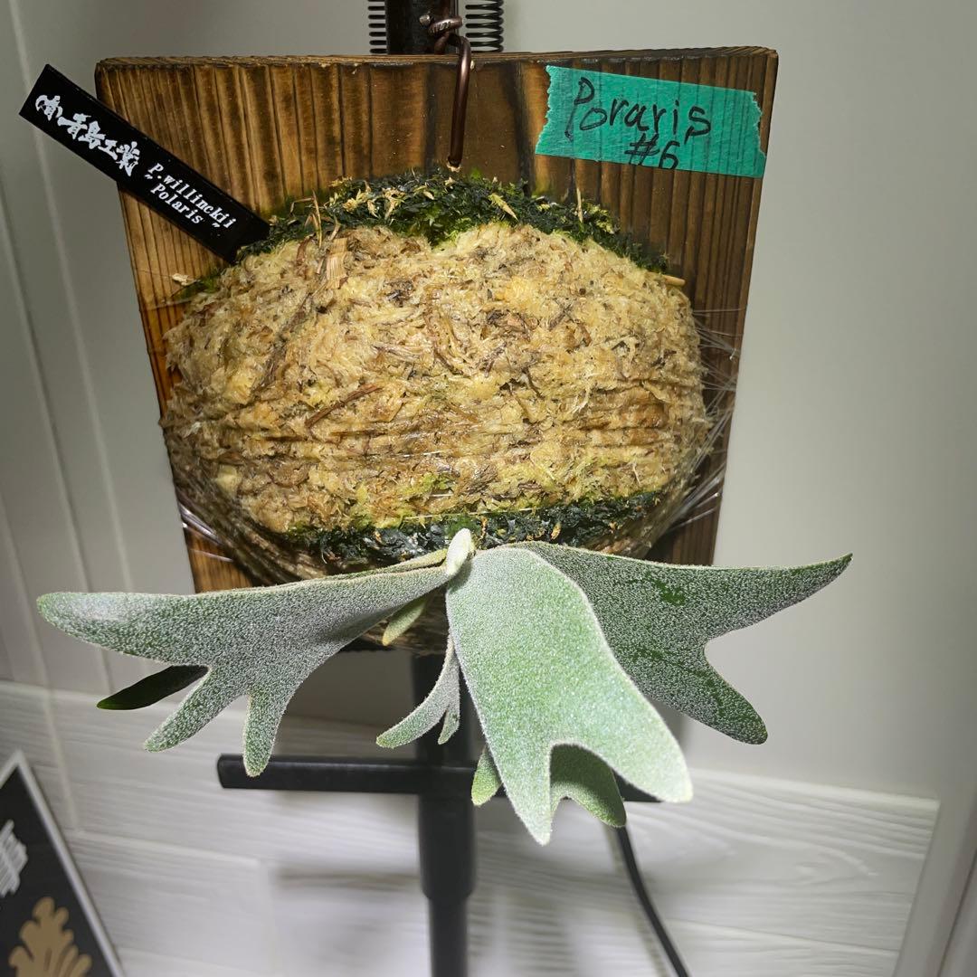 ビカクシダ P.willinckii Polaris ポラリス　子株　#6