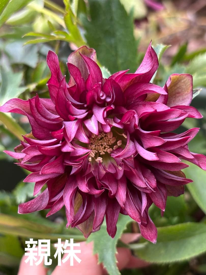 7 広瀬園芸 クリスマスローズ クレオパトラリバーシブルレッド　株分