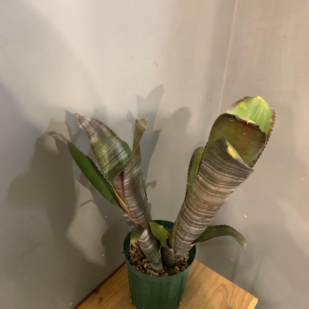 ビルベルギア ドミンゴスマルティンス×ジョージア 子株付き