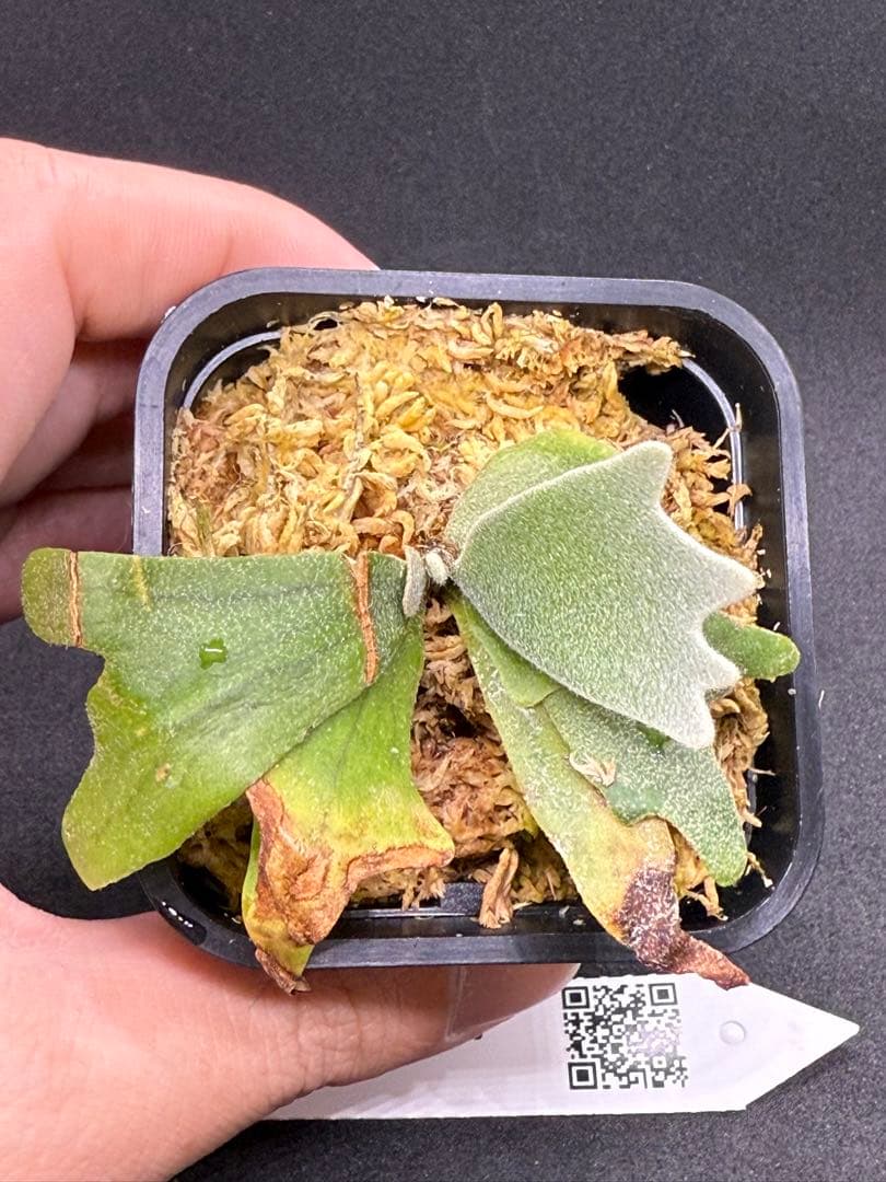アイスンp.willinckii aysun sporeling