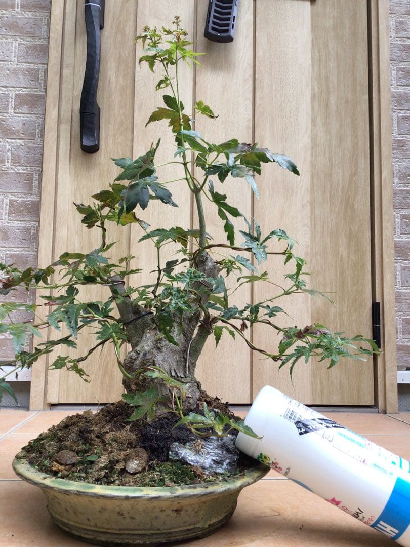 山モミジ盆栽