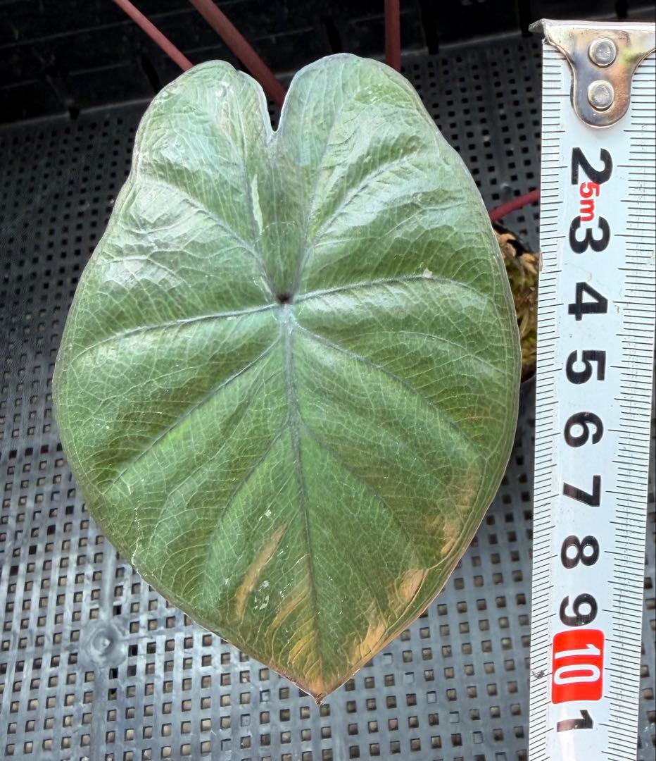 希少　アロカシア ピンクセレンディピティ 斑入り　鉢ごとメルカリ便