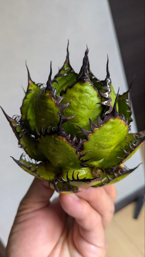 【超選抜】アガベ　ホリダ　短葉　強棘②検チタノタ　オテロイ　オアハカ　実生　陽炎