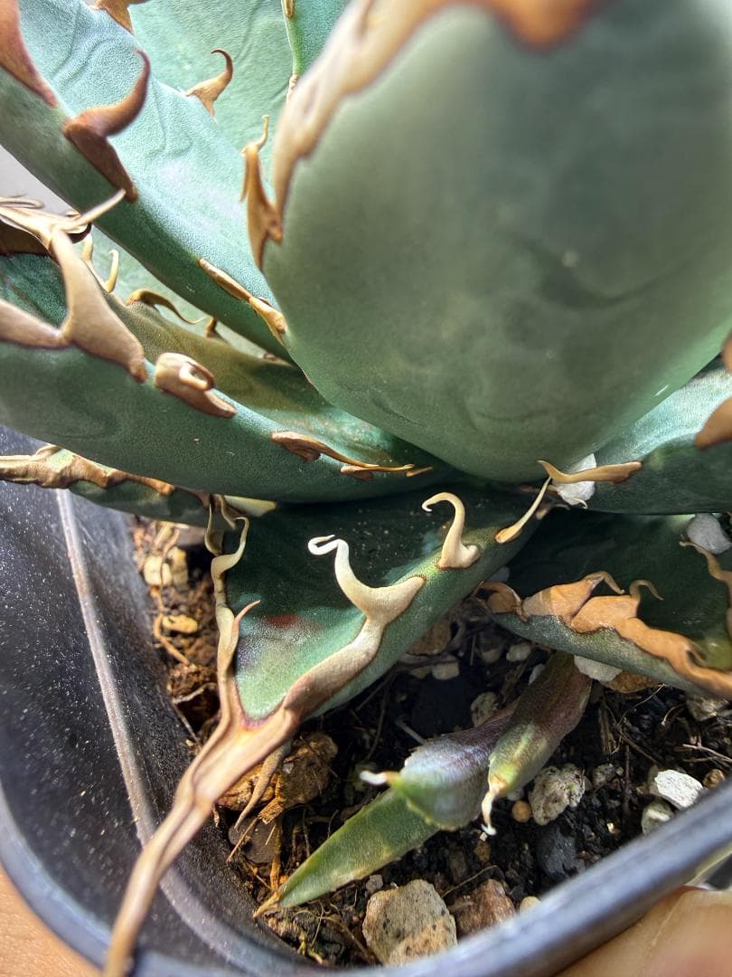 アガベ 　エボリスピナ×BB　（ハイブリッド） 子株 検）エボBB