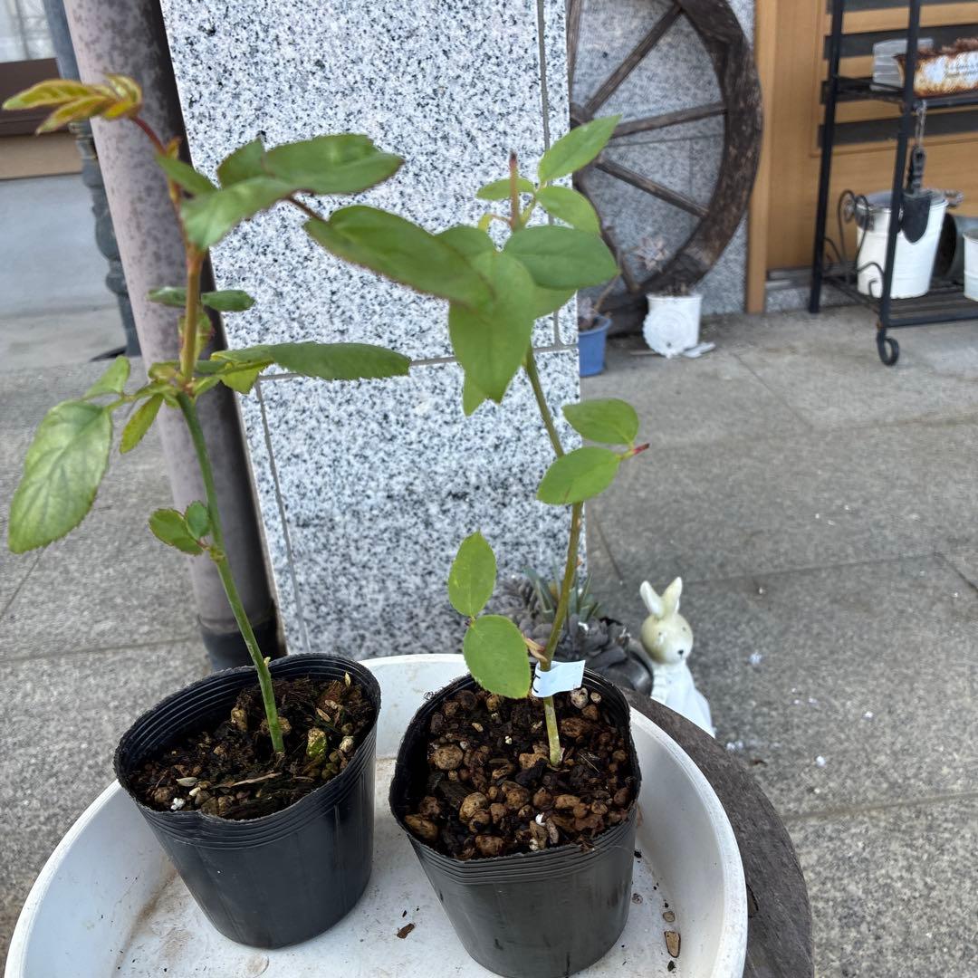 バラ苗　購入前にコメント