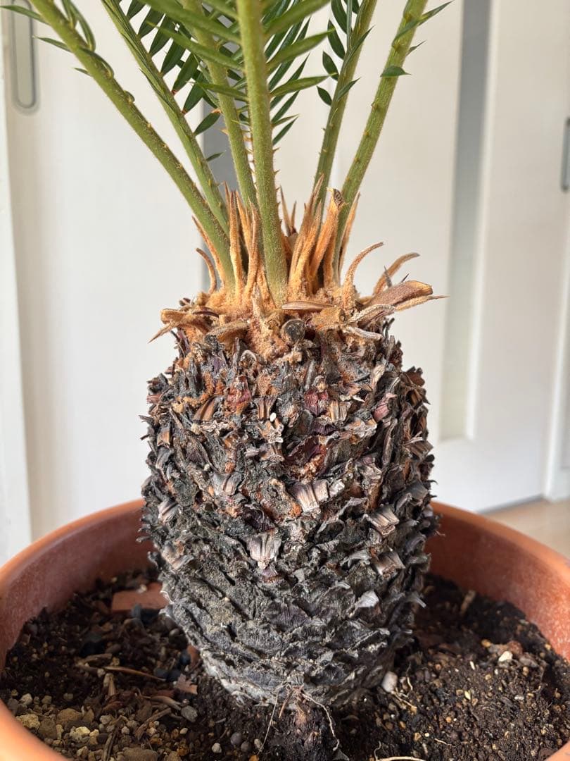 【美形】 蘇轍　ソテツ　　ドライガーデン