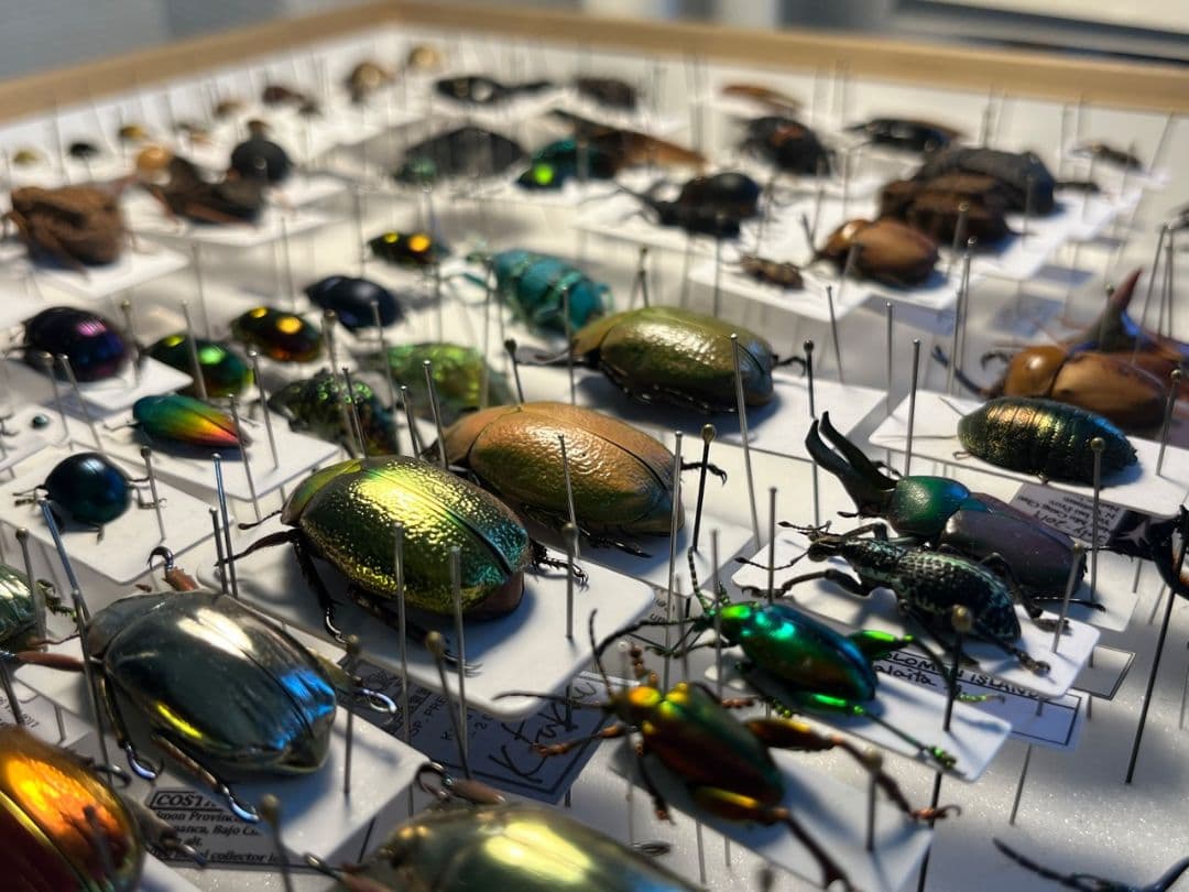 【33mm】ボウカルディプラチナコガネ Chrysina逆光で赤！昆虫標本