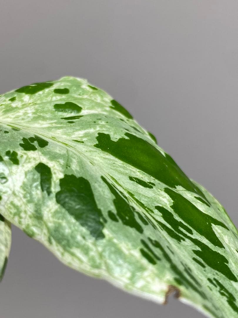 b【美株‼️】モンステラ　デリシオーサ　バルバソー　フシギダネ/ベトシオーサ　希少