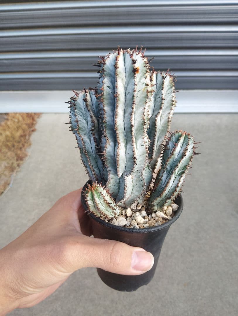 特選群生株 ユーフォルビア ホリダ \" スノーフレーク \"