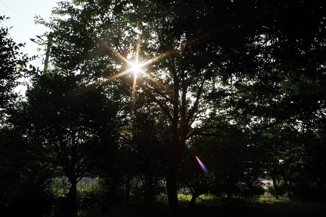 レンズ(単焦点) CONTAX Carl Zeiss distagon 28mm F2.8 432
