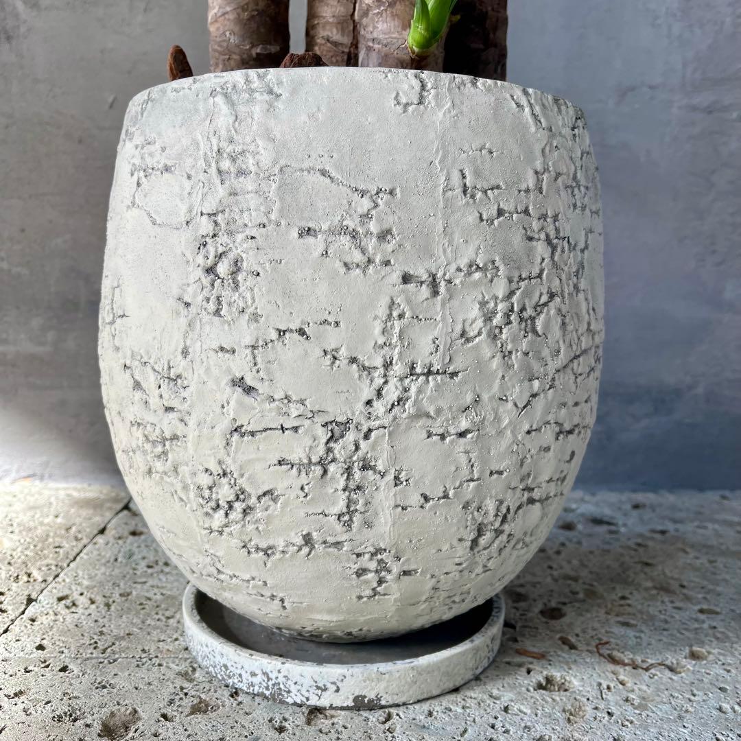 大型　ユッカ　エレファンティペス　青年の木　8号アンティーク陶器鉢　植え込み発送