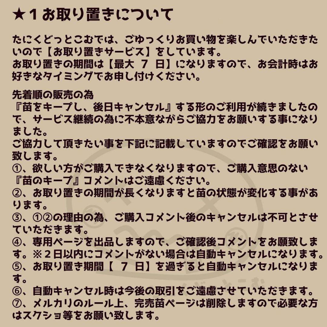 シャビアナトリュフ◎多肉植物 カット苗 輸入苗 エケベリア等