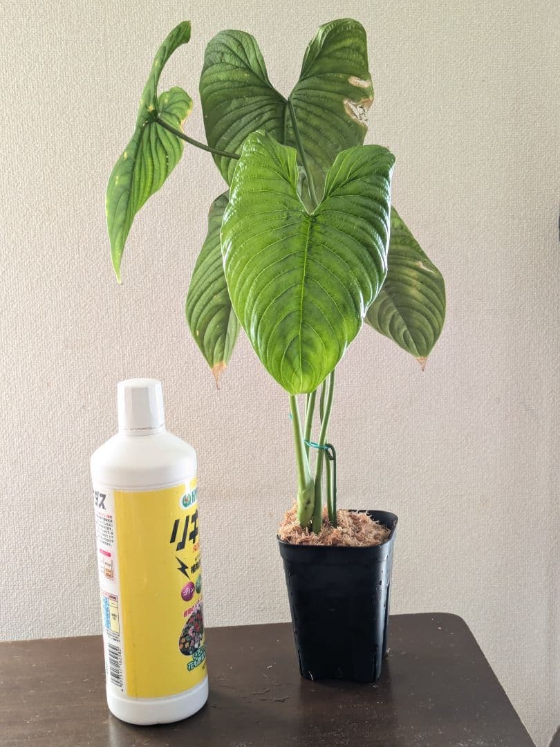 Philodendron furcatum フィロデンドロン　レア品種