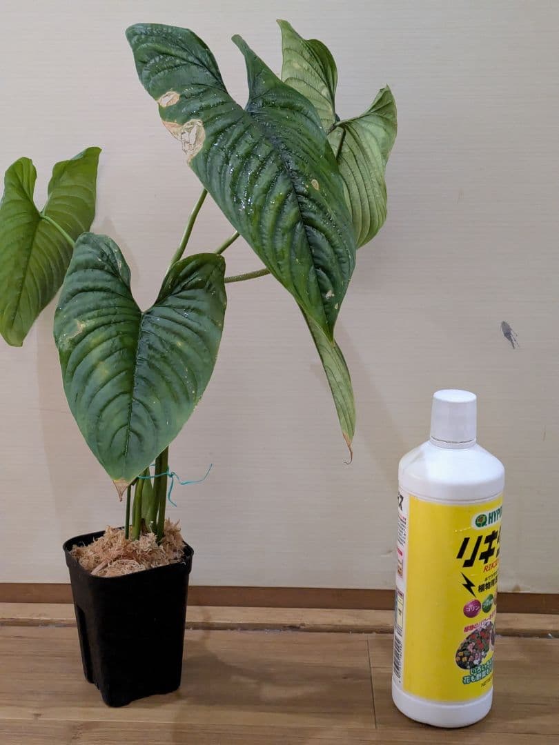 Philodendron furcatum フィロデンドロン　レア品種