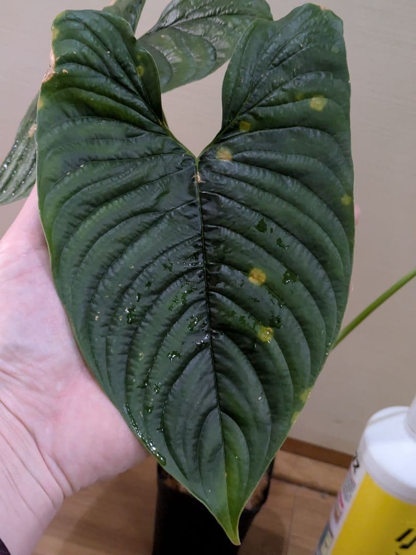 Philodendron furcatum フィロデンドロン　レア品種