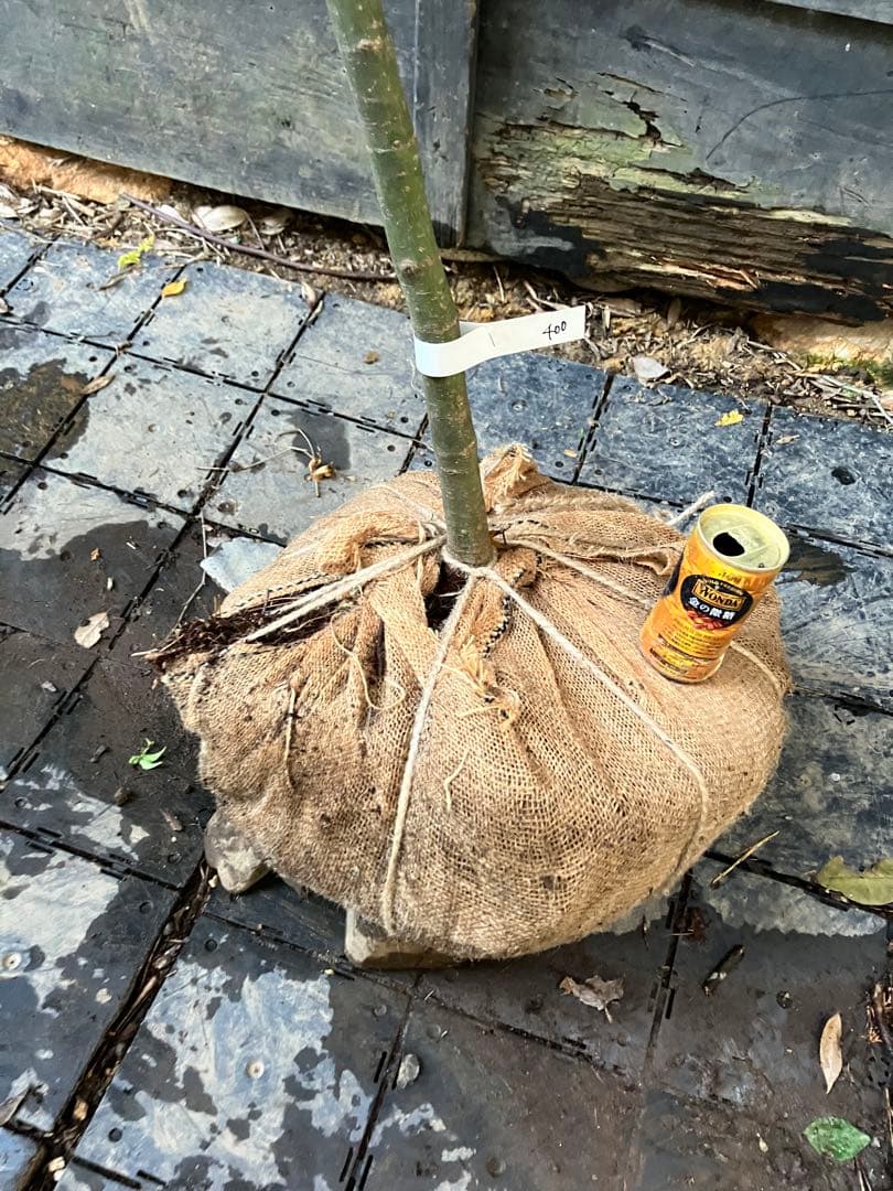 400 山採り　コハウチワカエデ