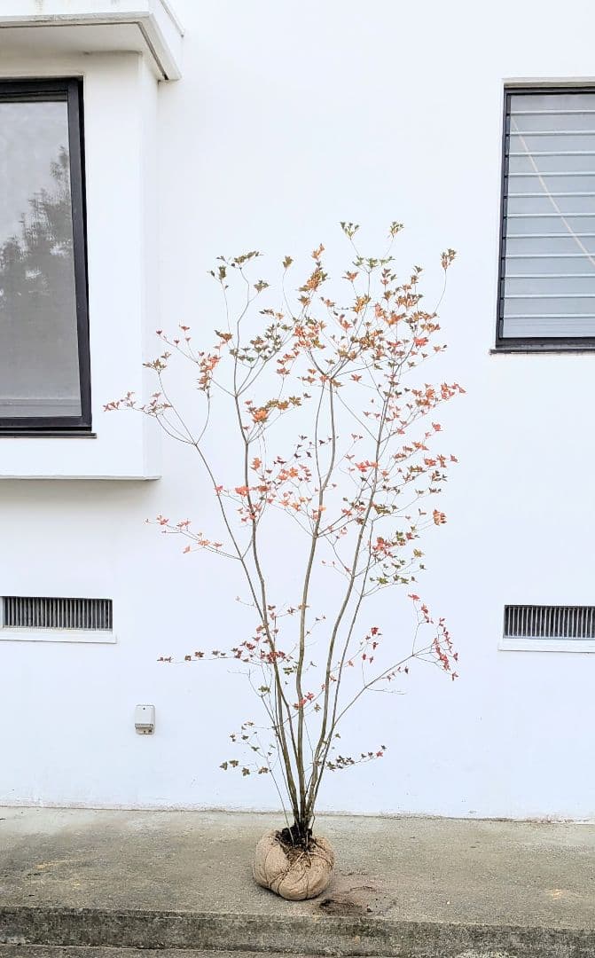 珠玉。。山採りドウダンツツジ。