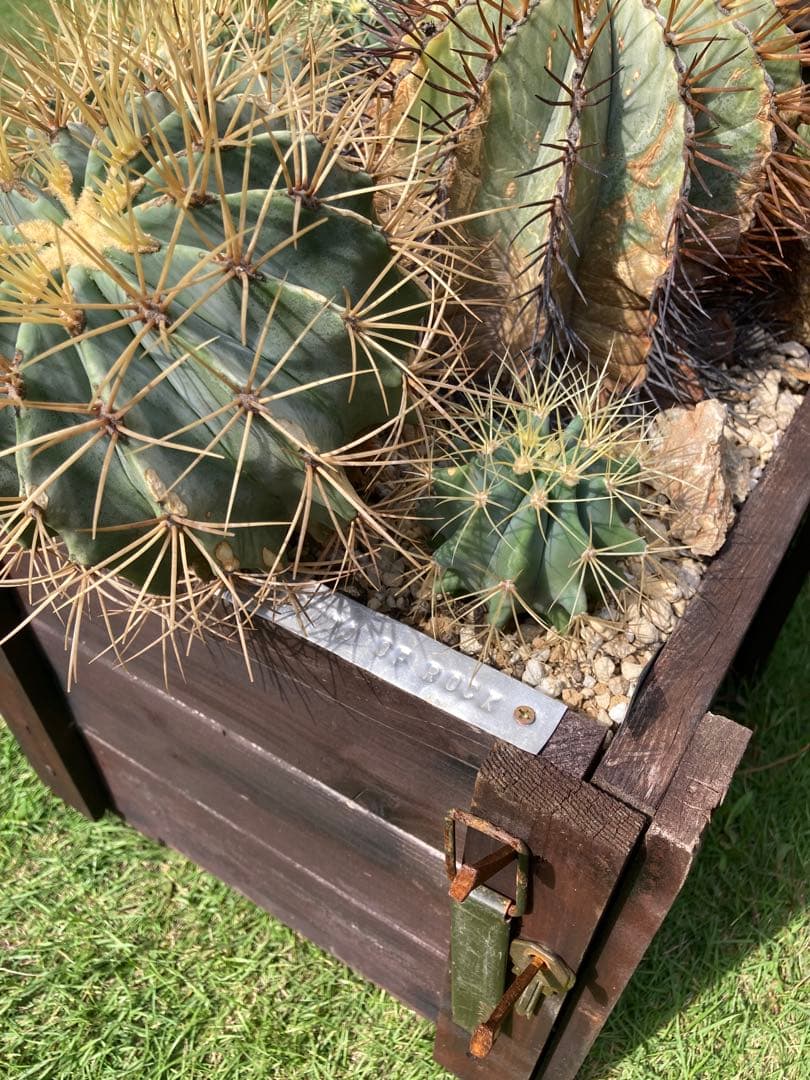 フェロカクタス王冠竜セット！ハビタット◇ドライガーデン多肉サボテン南国アガベ