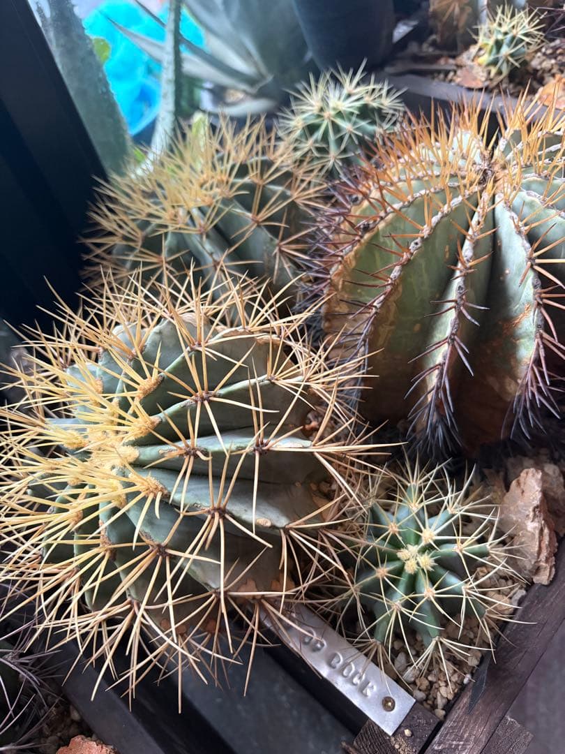 フェロカクタス王冠竜セット！ハビタット◇ドライガーデン多肉サボテン南国アガベ