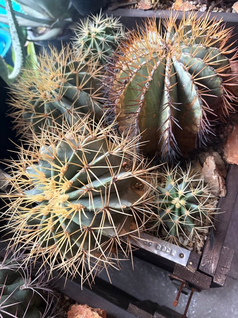 フェロカクタス王冠竜セット！ハビタット◇ドライガーデン多肉サボテン南国アガベ