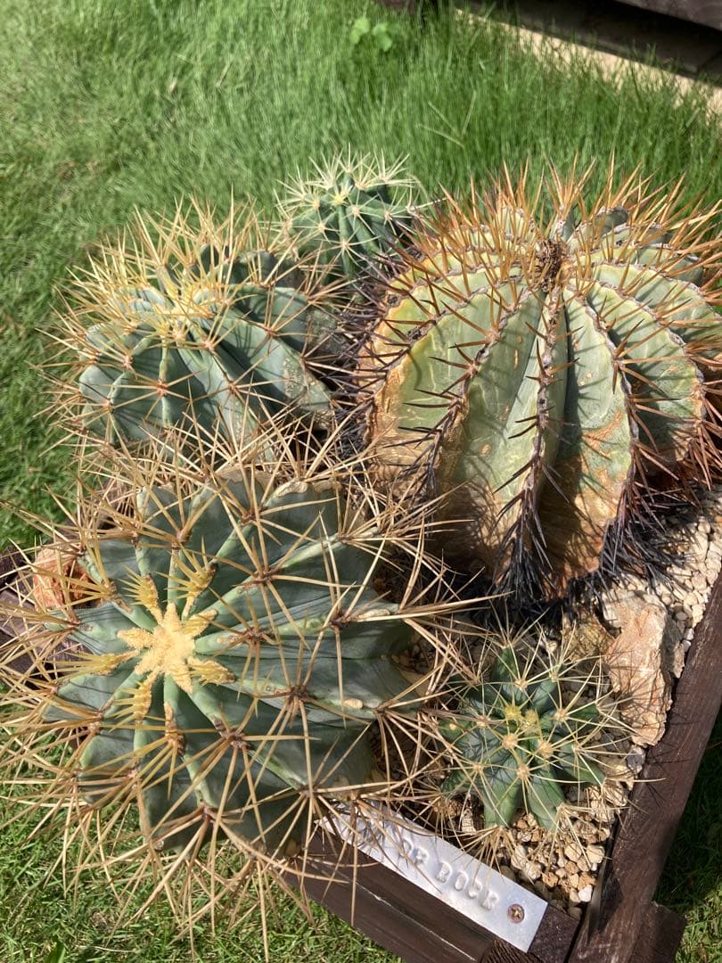 フェロカクタス王冠竜セット！ハビタット◇ドライガーデン多肉サボテン南国アガベ