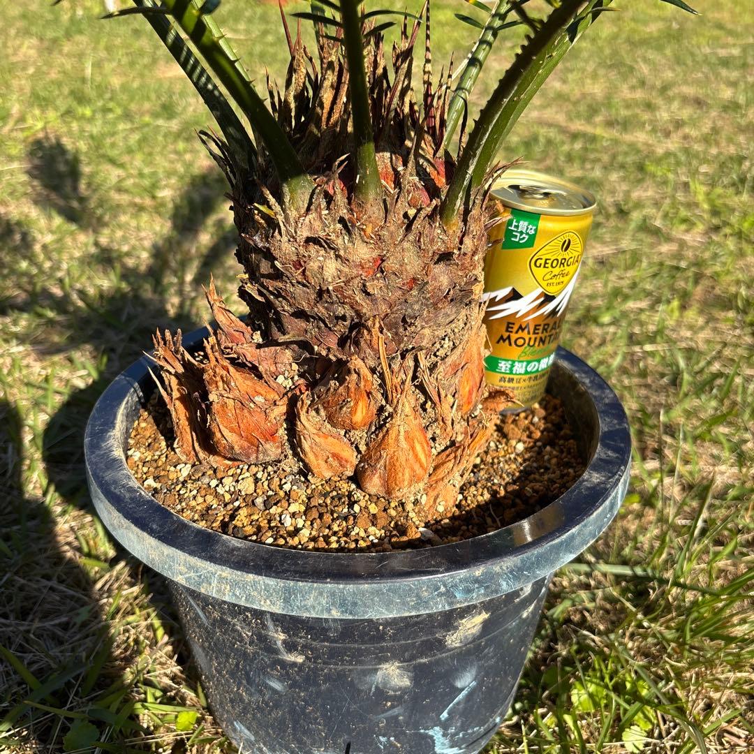 m*i様 深爪 金環 ソテツ 8号鉢