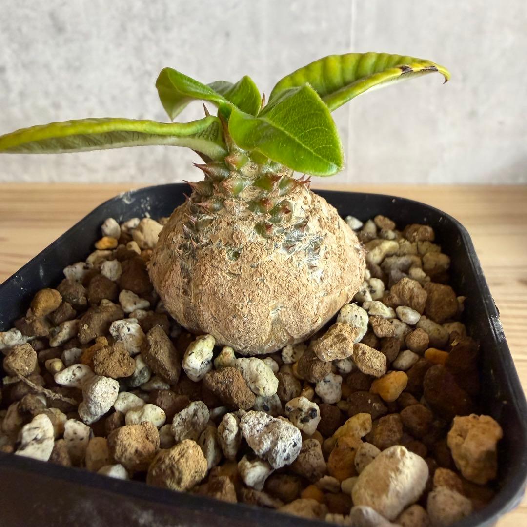 パキポディウムウィンゾリー 国内実生株