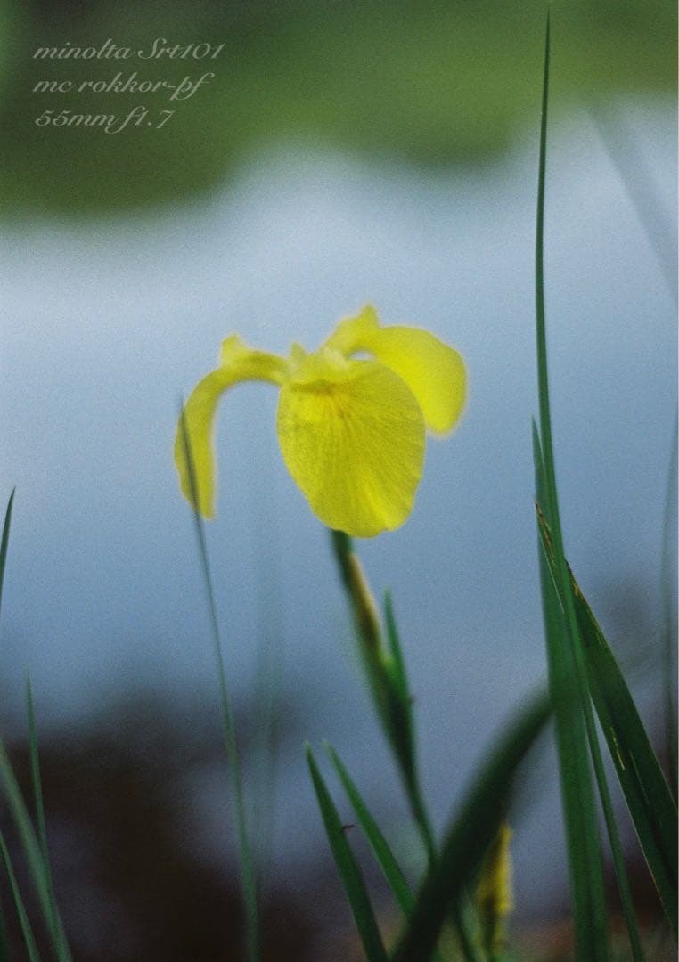 minolta srt101 ★美品＊完動品★緑のロッコール★作例多数＊保証付