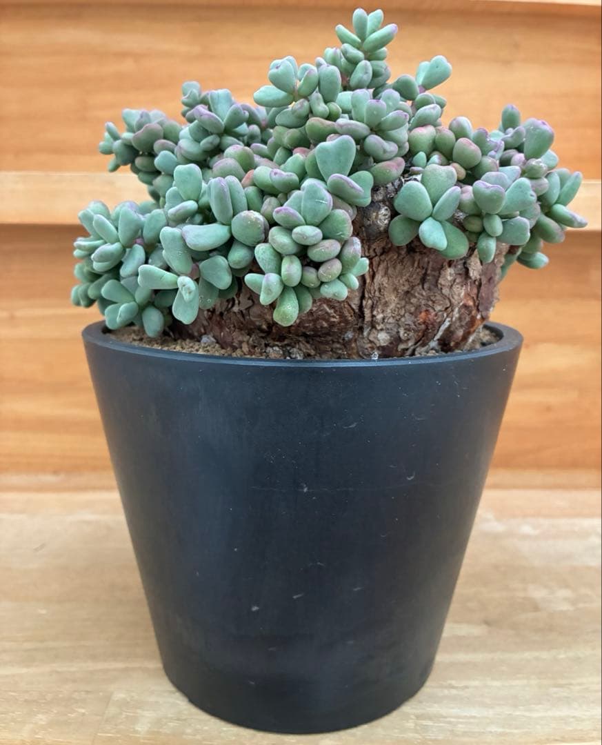 ケラリアピグマエア　大株