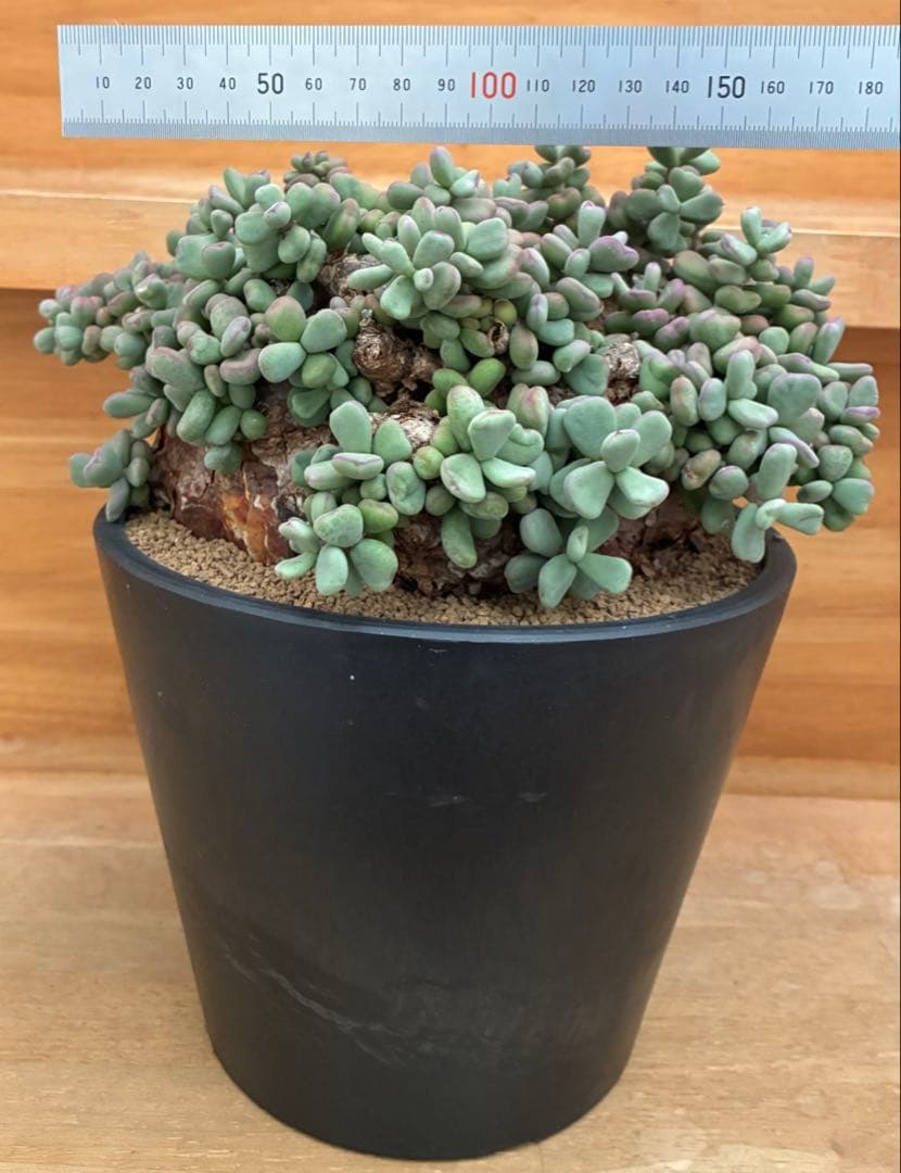 ケラリアピグマエア　大株