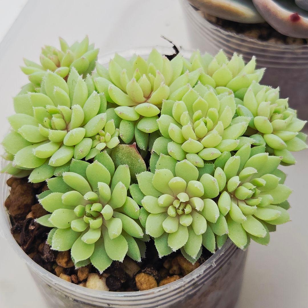 ★*★様 ㉖大きめ苗青鬼❣️ちょこん❣️そわそわ❣️おらいさん発根済 6苗メルカ