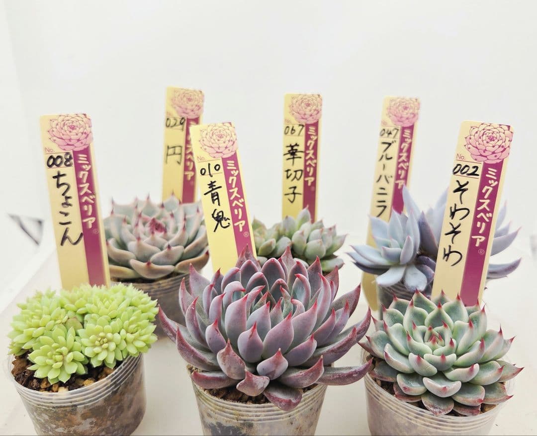 ★*★様 ㉖大きめ苗青鬼❣️ちょこん❣️そわそわ❣️おらいさん発根済 6苗メルカ