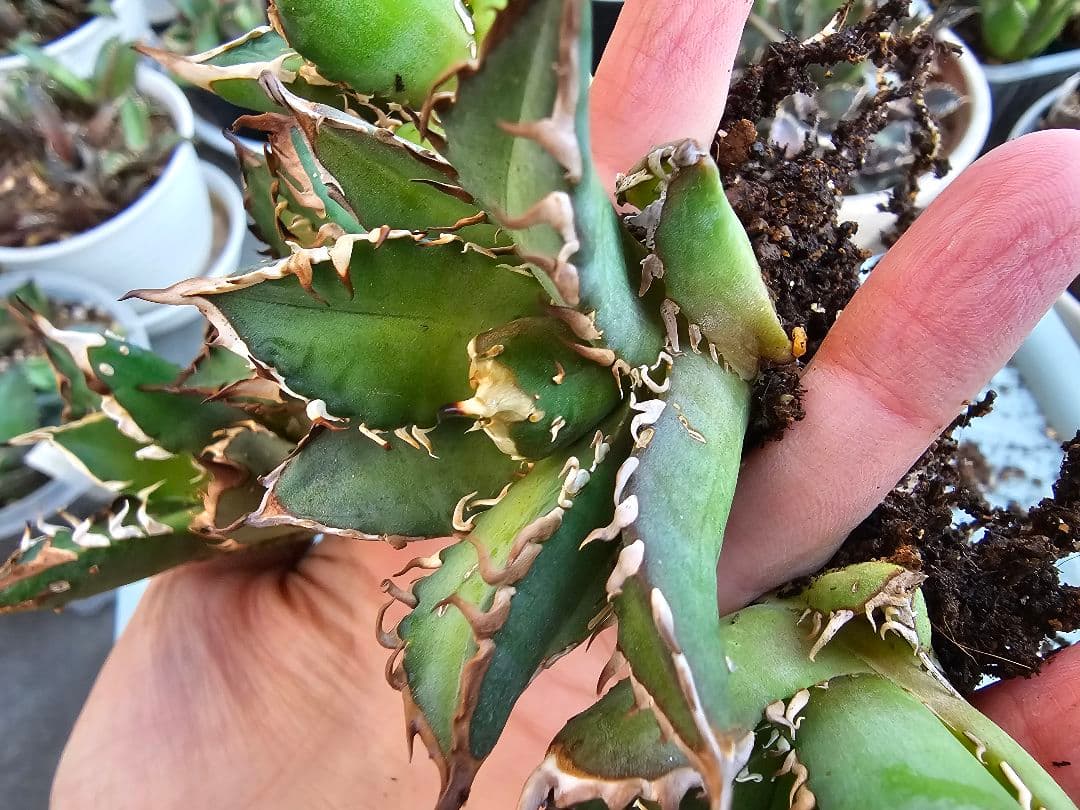 ゴリ猫、地獄猫5苗セット 根付き苗 台湾産正規品 アガベ ブツブツ 裏トゲ多め