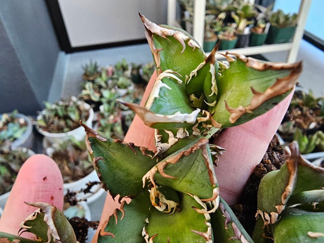 ゴリ猫、地獄猫5苗セット 根付き苗 台湾産正規品 アガベ ブツブツ 裏トゲ多め