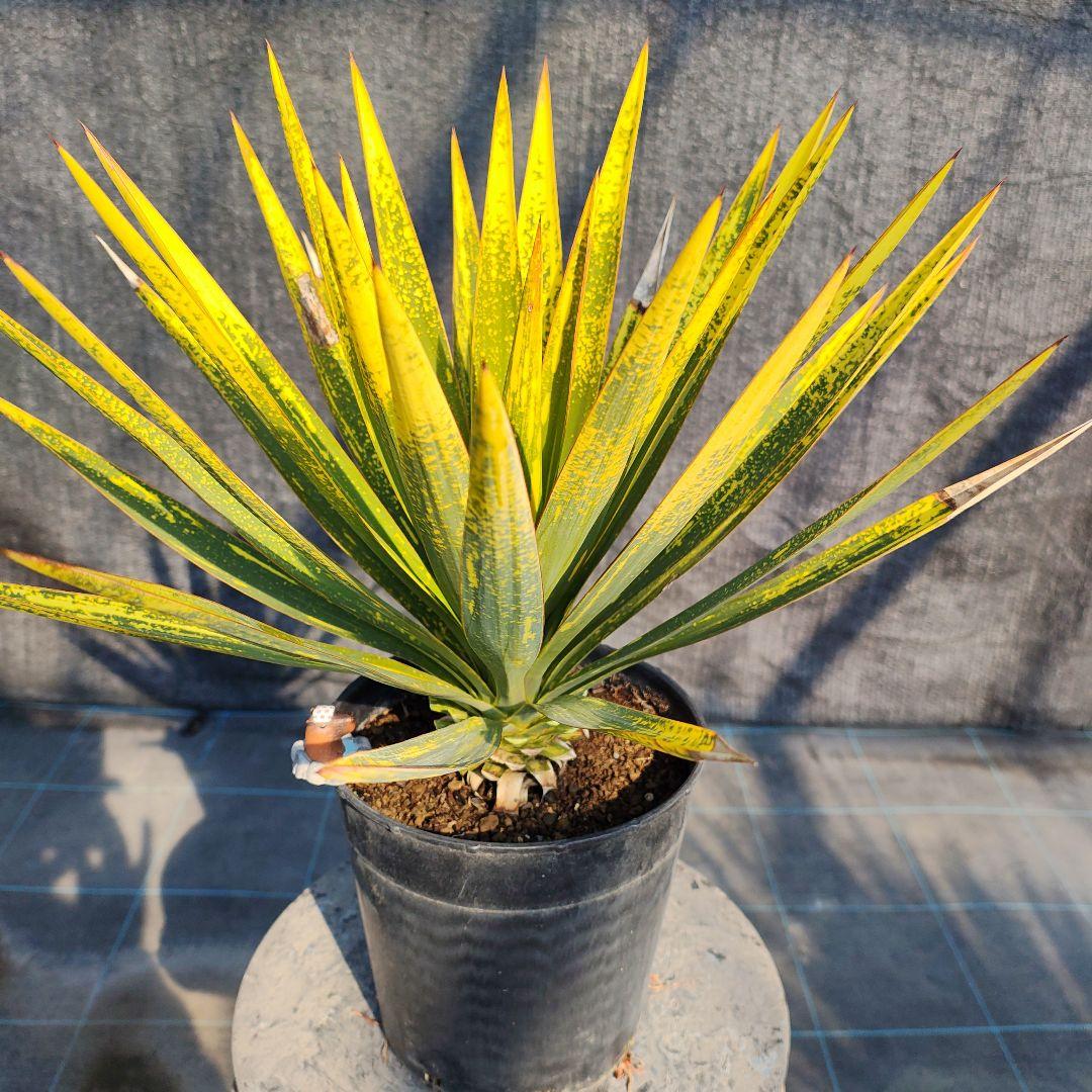 ユッカ　グロリオサ　散り斑