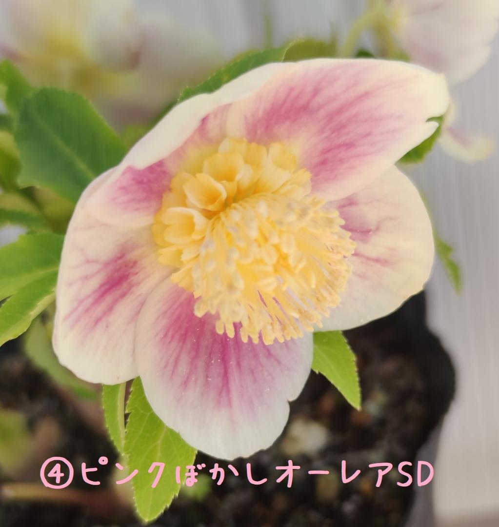 クリスマスローズ　パープルベインSD（多分オーレア）　おまけ交配