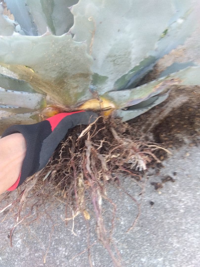 アガベ　テマカプリネンシス　選抜個体　超大株70センチ❗超特大親株❗