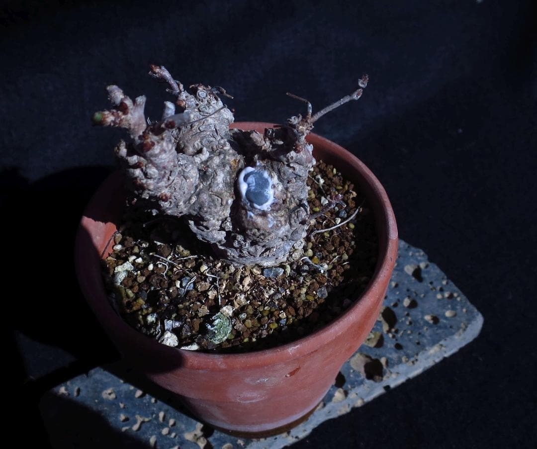 五葉あけび　アケビ　太幹　小品盆栽