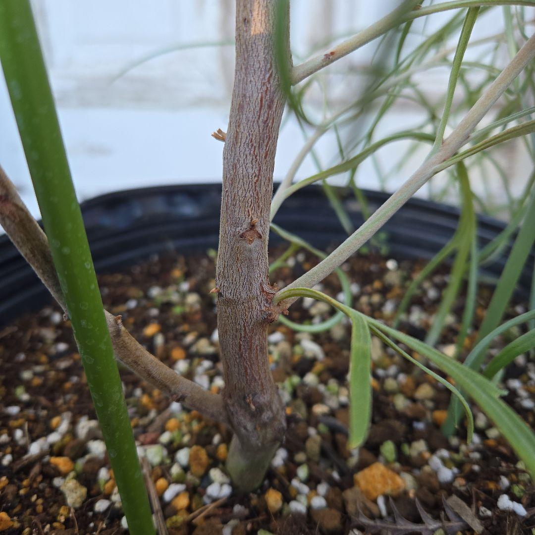 グレビレア　ピンクサプライズ　8号　特大苗木最高等級　希少品種