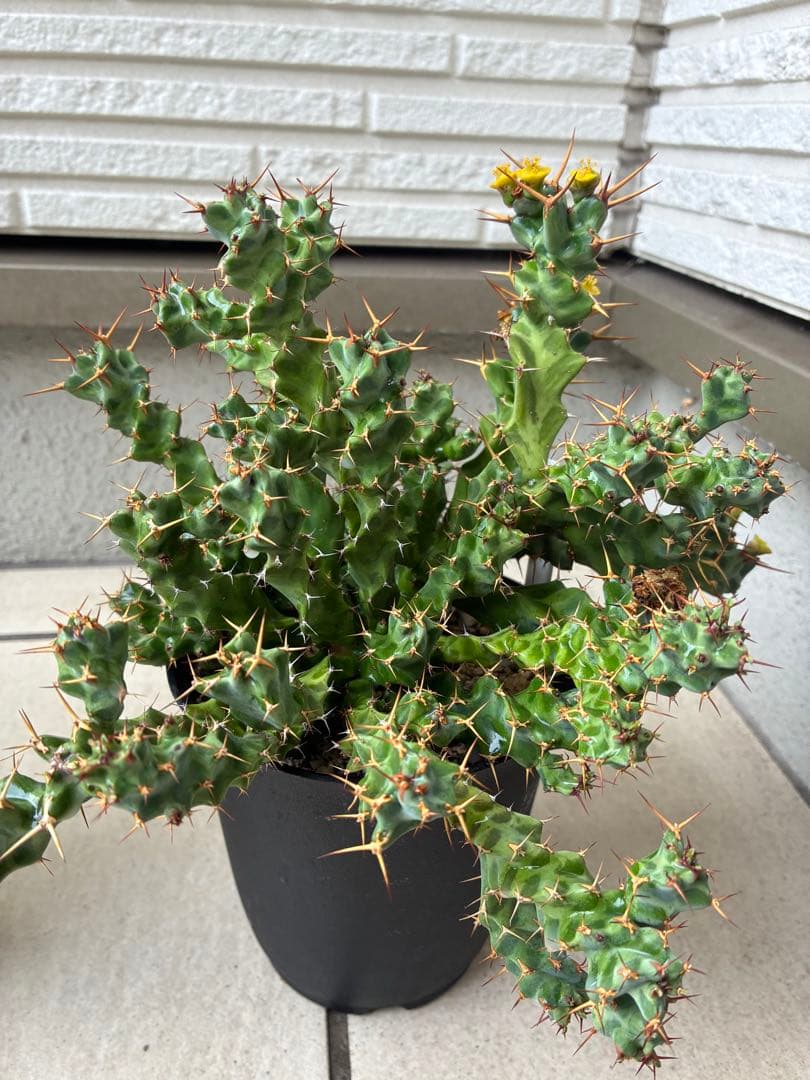 ユーフォルビア　ペルシステンス　　鉢ごと発送