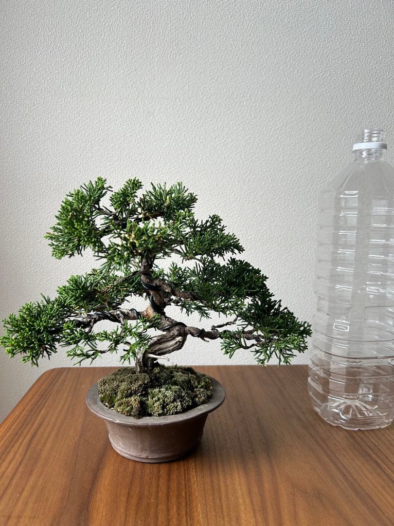 糸魚川真柏　盆栽　真柏