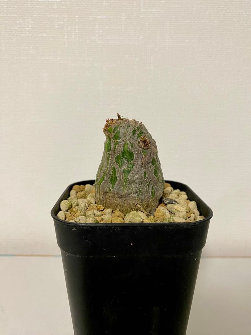 ボンバックス　実生